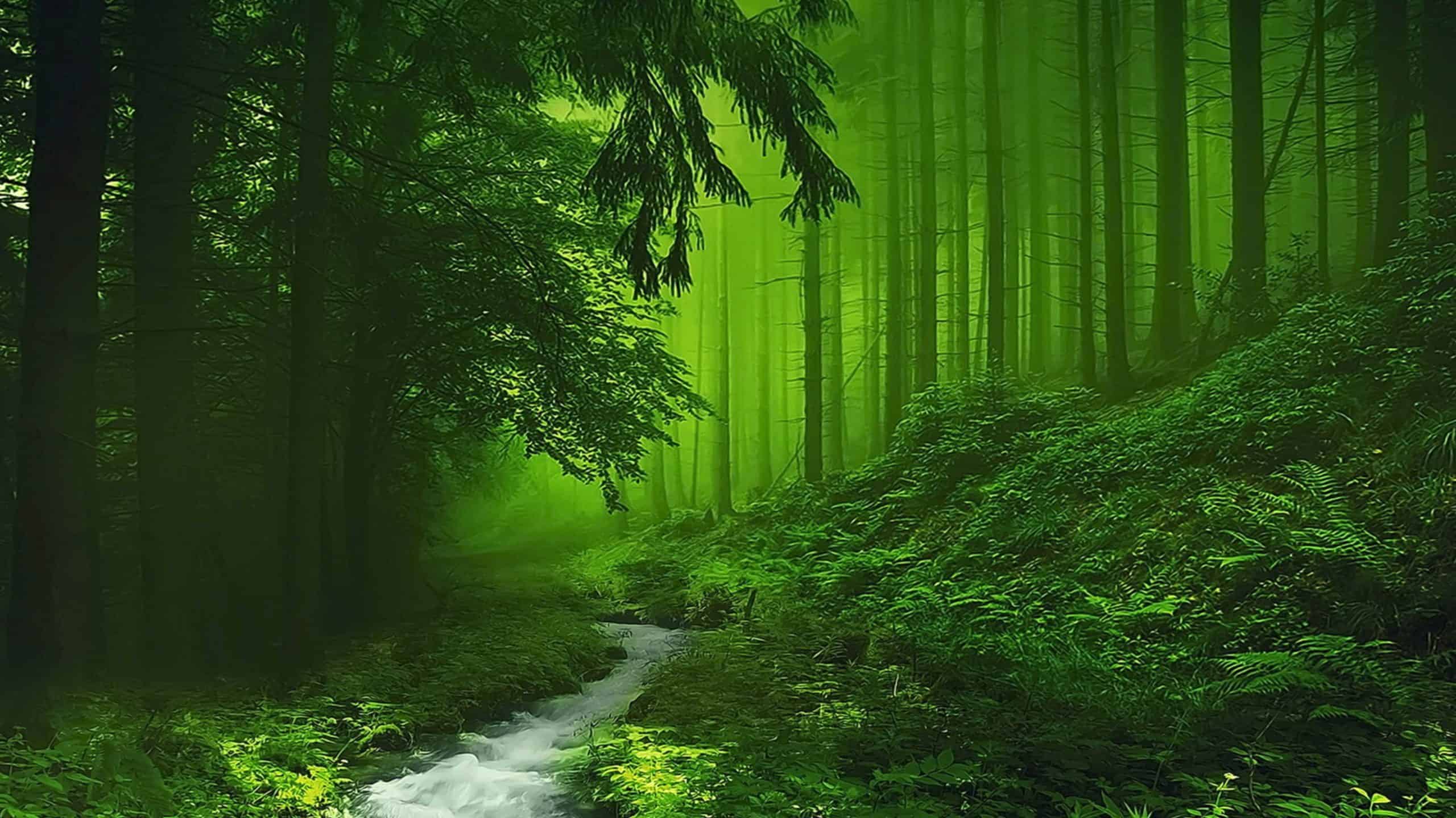 4K-Nature-Windows10Wallpaper